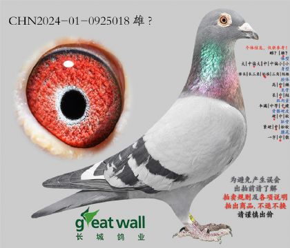 19.����ȫ��017��Ѫ���.0925018