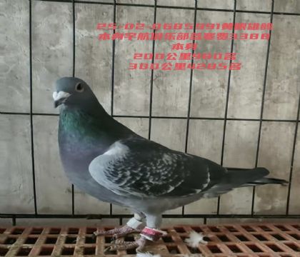 ����ֲ�200����980��