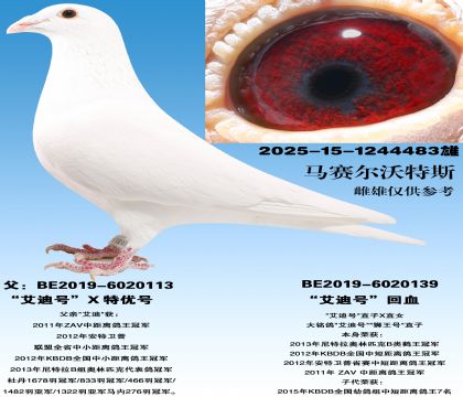 �����Ϻš�X���źŻ�Ѫ