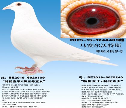 ����ֱ��x����ֱŮ