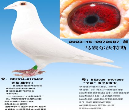 ���ź�ֱ��