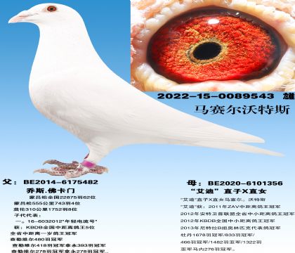 ���ź�ֱ��