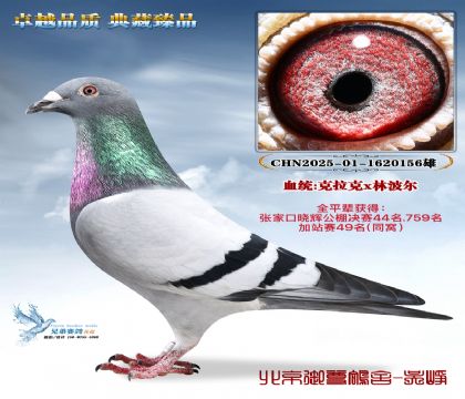 ���Թ������44-49����ͬ�ѣ�ȫƽ��