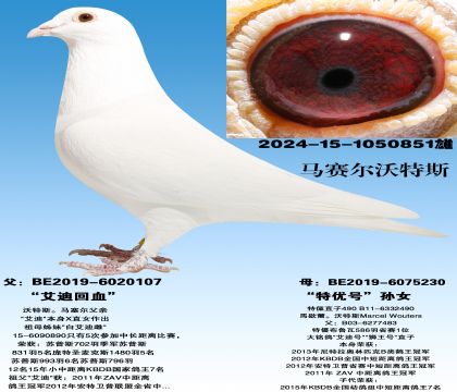 ����˹������ ��˹���ϻ�Ѫ��X�����ź���Ů��