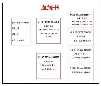 2025-15-1050330 Ѫ����