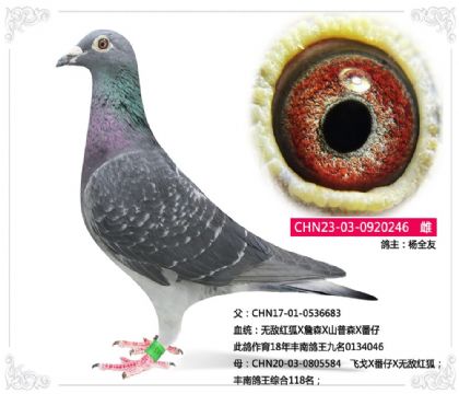 ��ȫ��---�ɸ�X����X�޵к��246   ��