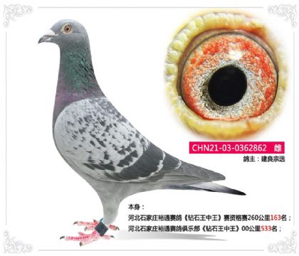 �ӱ�ʯ��ׯԣͨ������ֲ���һ��500����533��  ��	