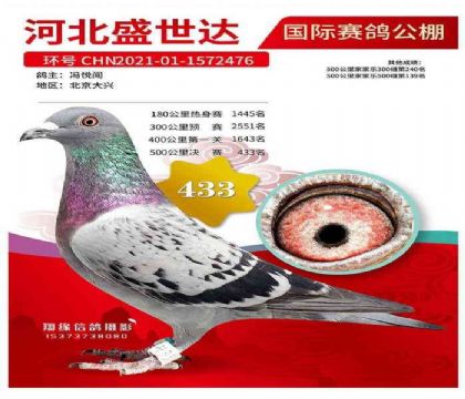 �żҿ�ʢ����������빫��500�������433��   ��	