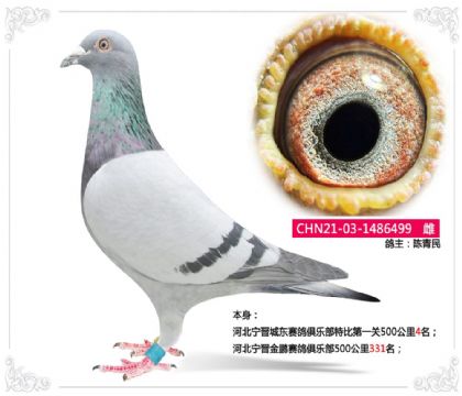 �ӱ������Ƕ�������ֲ��رȵ�һ��500����4��   ��	