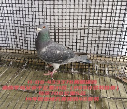 ����ǧ����31����700����5��