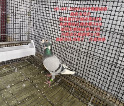 ��˳�﹫�����57������Բ��������