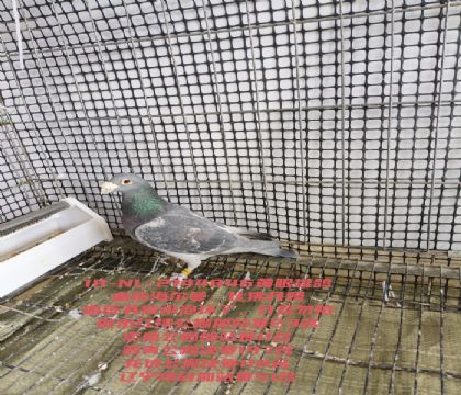 ��ʢ��ǿ��11����ڼ�վ51��Բ��������