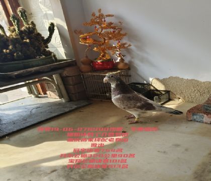 �߼�筿�������513��˳���Ĺظ���5����