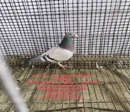 ԭ�����ҿ����İ�72����������40��ĸ��