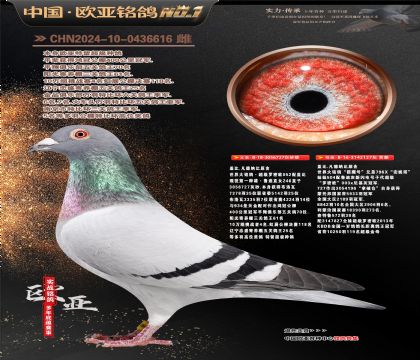 �Ǳ�ԭ�ᳬ������ŷֱ��727X��ӥ��127