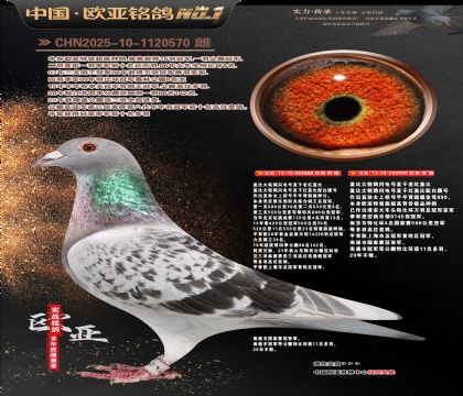 ��ǱȽ���888X��ǱȽ���999��������