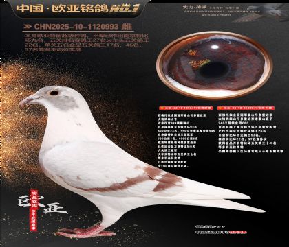 ��������ȫ���ھ�̩ɽ�Ŷ��ؽ���317X573