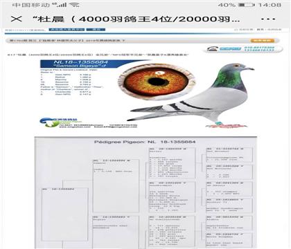 �����¼��ԭʼѪͳ