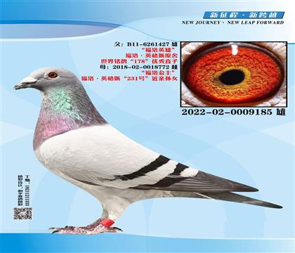 ����������Ƭ