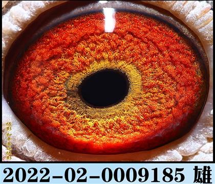 ���������۾�