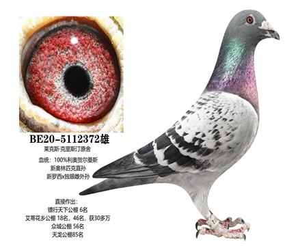 父:新奥林匹克直孙