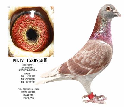 母:范登布克冠军