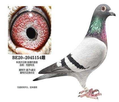 ĸ�����ض�������Ů