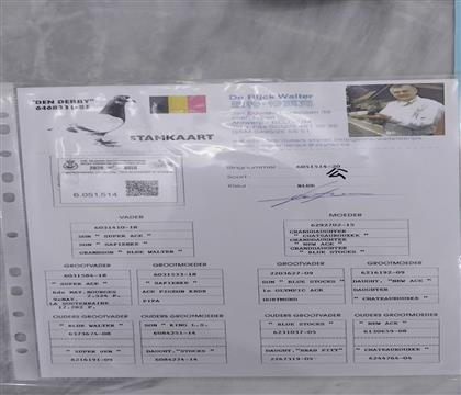 父亲原始血统书