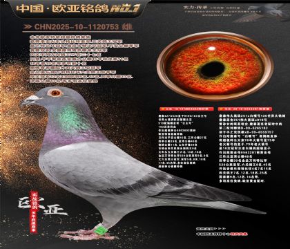 詹森919直子603X伟大黑斑281