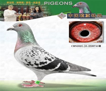 詹森919X520直子811X詹森827