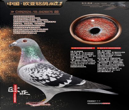 利奥原舍杨外孙855X迪卡普利奥力量号019