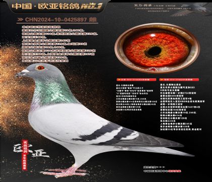 盖比原舍鲁迪305X皇家灰359