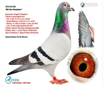 ���游.����098