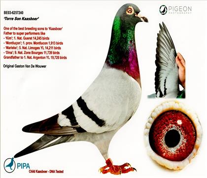 �桢���游.����240