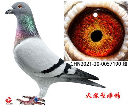 �½�ķ240��Ѫ