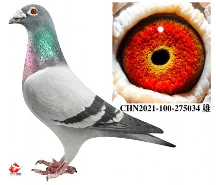 ����240��Ѫ�����