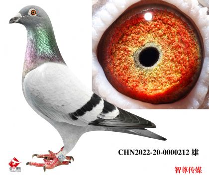 ��������240��