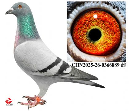 ����240���ֿ�˹