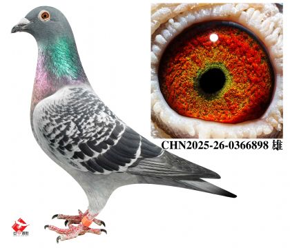 ���Ҹ�����ţȮ