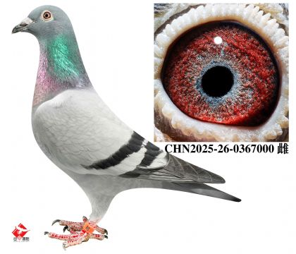 240��Ѫ��-7��ֱŮ