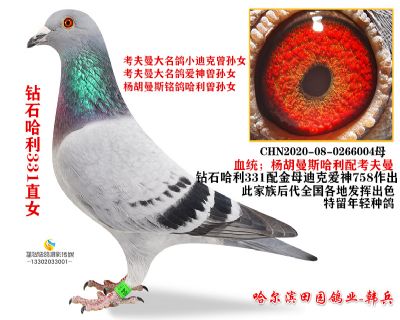 ��ʯ����ֱŮ