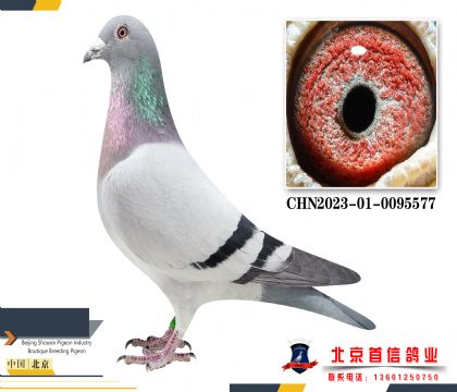 ��Ĭ��2023-01-0095577