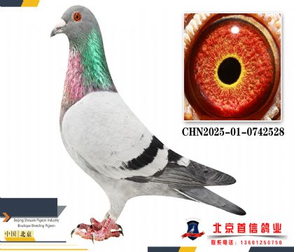 �ھ�ֱ�Ӳ�Ĭ��CHN2025-01-0742528