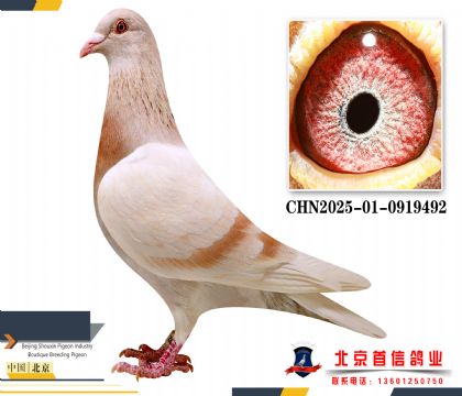 �����Ǿ�ֱŮ³��CHN2025-01-0919492