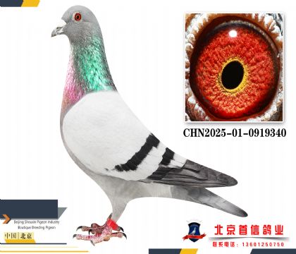 ��˹������CHN2025-01-0919340