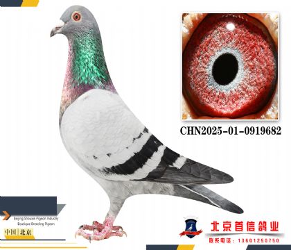 �Ǳ�CHN2025-01-0919682