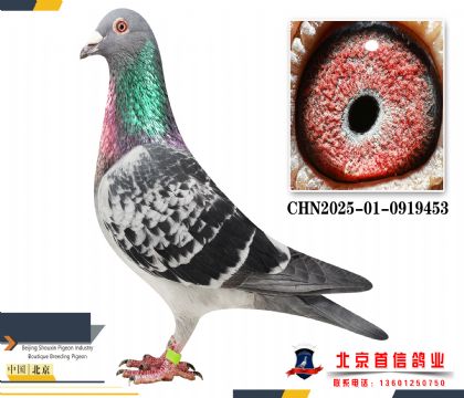 ����ھ�ֱ�Ӳ�Ĭ��CHN2025-01-0919453