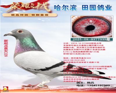 �����ֱŮ339�������������͸�