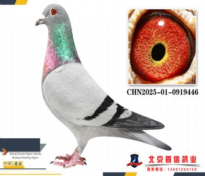 ����ֱ��CHN2025-01-0919446