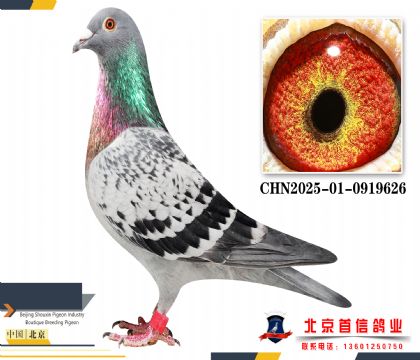 ��Ĭ�±��������CHN2025-01-0919626